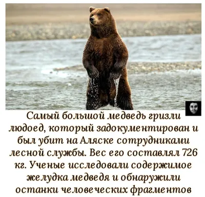 Самые большие медведи добытые охотниками, ТОП-5