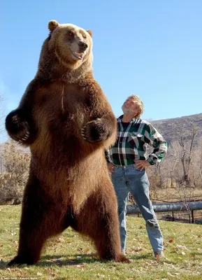 Медведи-гиганты: пять самых больших гризли в истории