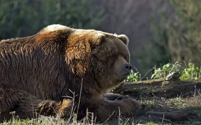 Самый большой медведь в природе - 74 фото