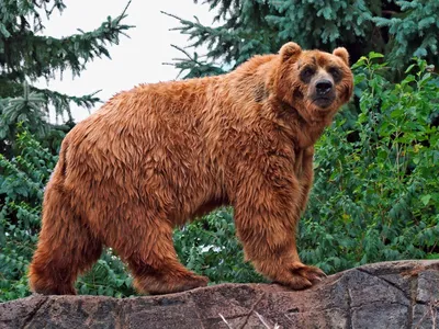 Самый большой медведь - 65 фото