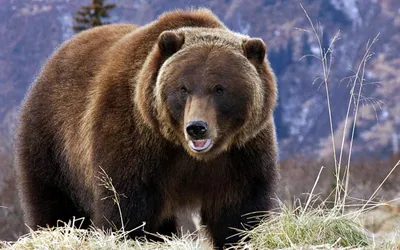 Самый большой медведь в природе - 74 фото