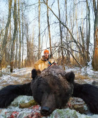 Медведь людоед убивший охотника в от расплаты не ушёл. - Охота - Собаки и  охотничье собаководство