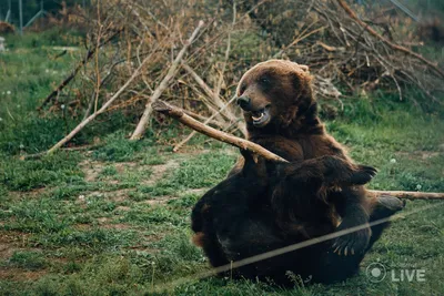 Тверской путешественник рассказал о встрече с медведем-каннибалом