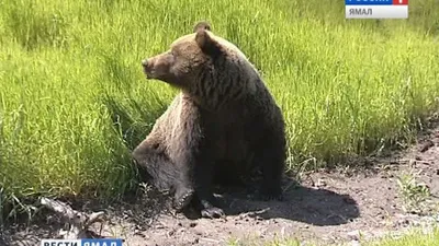 Медведь | The Long Dark Wiki | Fandom