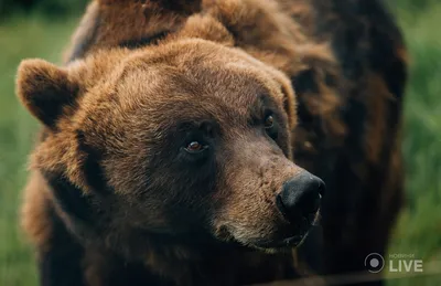 Зоологический форум / Бурый, или обыкновенный медведь (Ursus arctos)