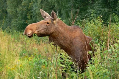 Самые дикие северные легенды о медведях