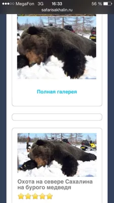 Самый большой медведь в россии - 68 фото