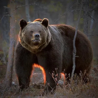 Самый большой медведь в мире - 60 фото