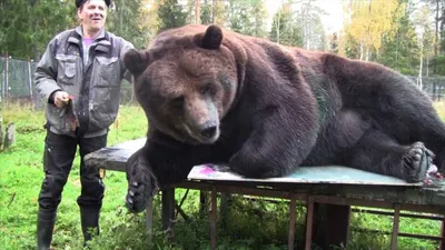 Как отпугнуть медведя, японский народный метод. | Пикабу