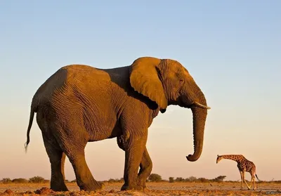 Самый большой слон в мире фото 77 фото