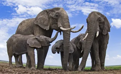 Самые большие слоны: рейтинг самых огромных слонов с названиями, описаниями  и фото