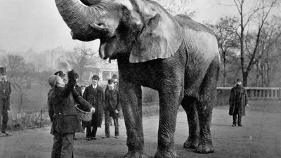 Чудо-звери: самый большой слон, выносливый пес и смелый голубь - Одесская  Жизнь