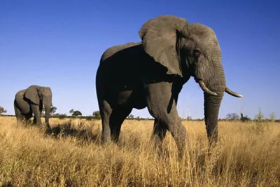 Самый большой Слон , вес 8000 кг, Танзания | Пикабу