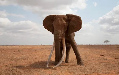 Addo Elephant National Park» — фотоальбом пользователя mmrudolf на  Туристер.Ру