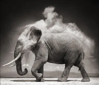 Байка о том, как слоны развлекаются в кругу друзей» — создано в Шедевруме