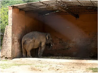 Самый большой слон в мире. | Kazi_mir .Элегантный шеф. | Дзен