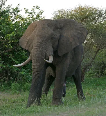 Чем слоны похожи на людей? | ВКонтакте