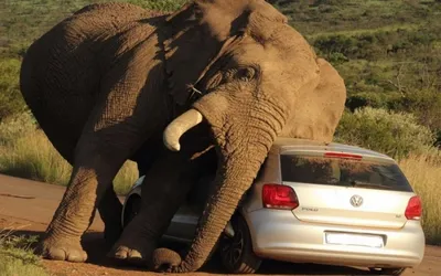 Самый большой слон тайского парка исчез после встречи с туристами - ЗНАЙ ЮА