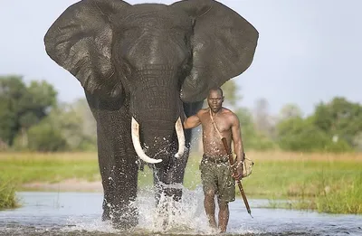 Самый большой слон в мире - 69 фото