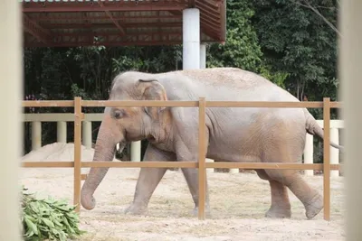 Самый большой слон в мире - Topkin | 2023