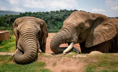 Саванный слон — Википедия