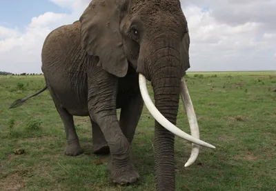 Слон с длинними бивнями стоковое изображение. изображение насчитывающей слон  - 45303301