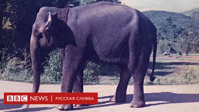 Счастливый Кааван. Как живет «самый одинокий слон в мире» после переезда в  Камбоджу