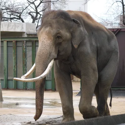 🐘 Самый большой слон 🐘в мире выполнений по этой техники🐘 | Instagram