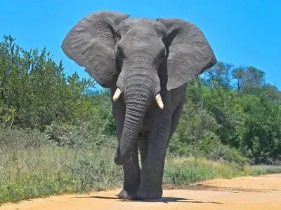 Как в Индии и Кении отмечают Всемирный день слона — Новости мира сегодня  NTDНовости мира сегодня NTD
