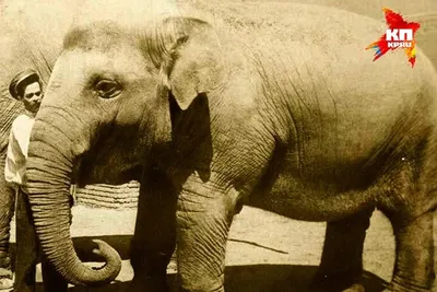 Какой самый большой слон в мире