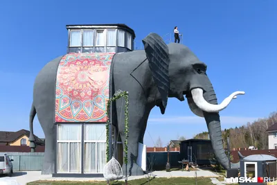 Самый большой слон в мире, высотой с 3-х этажный дом #shorts - YouTube