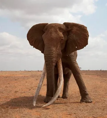 Слон с самыми большими в мире бивнями умер в Кении - 05.02.2020, Sputnik  Беларусь