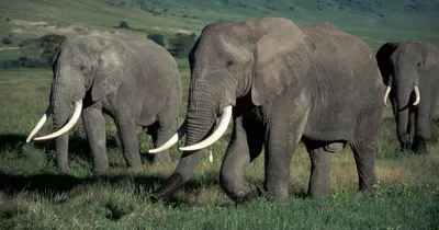 Самый большой слон в мире, место обитания