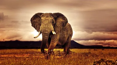 Эволюция в действии: Африканские слоны потеряли бивни - Техно bigmir)net