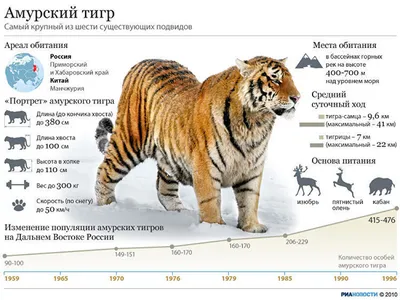 Самый крупный тигр в мире - РИА Новости, 19.11.2010