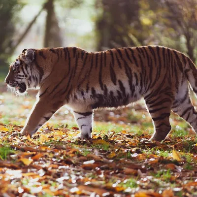 Амурский тигр - самый большой в мире | ФГБУ \"Земля леопарда\" | Дзен