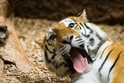 Амурский Тигр | Кошки вики | Fandom