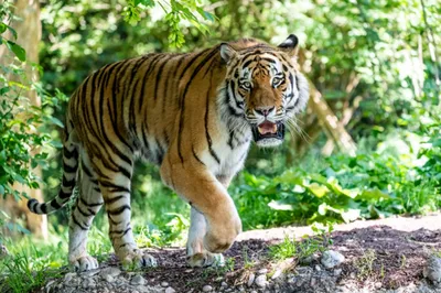 Большой тигр: самый крупный хищник на Земле» — создано в Шедевруме