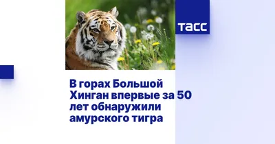 Сибирский Тигр Самый Большой Жилой Cat В Мире — стоковые фотографии и  другие картинки 2015 - 2015, Без людей, Большая кошка - iStock