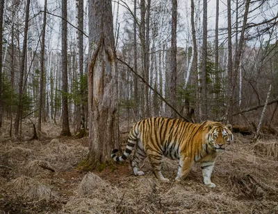 Амурский тигр, достояние России - РИА Новости, 02.03.2020