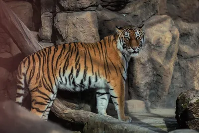 Самую большую статую тигра в России установили на Сахалине - YouTube