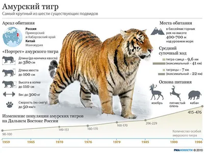 Самый большой тигр в мире фото фото