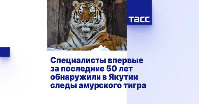 Сибирский Тигр Самый Большой Жилой Cat В Мире — стоковые фотографии и  другие картинки 2015 - 2015, Без людей, Большая кошка - iStock