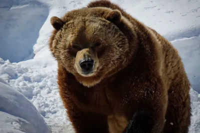 Самые большие медведи