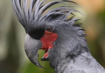 Подборка самых красивых и редких попугаев в мире — об их существовании  некоторые даже не знают - Hi-News.ru