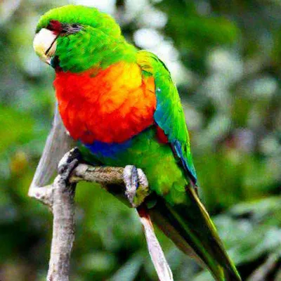 Самый красивый попугай в мире» — создано в Шедевруме
