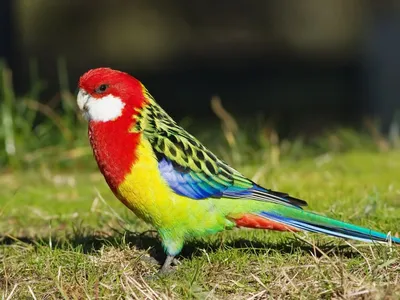 ТОП-16 самых красивых попугаев в мире