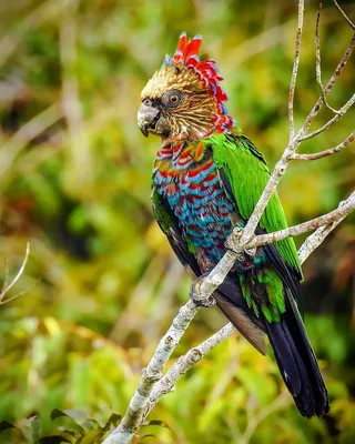 Самые красивые попугаи в мире: топ птиц