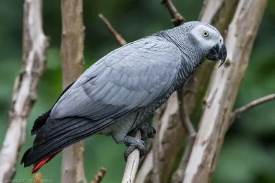 10 самых красивых попугаев в мире | Топ- 10 | Дзен