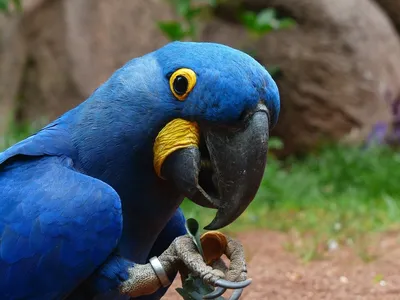 Самые красивые попугаи в мире (2-ая часть ) | Мир собак | Дзен